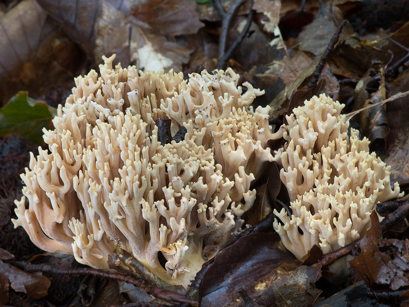 Ramaria bataillei